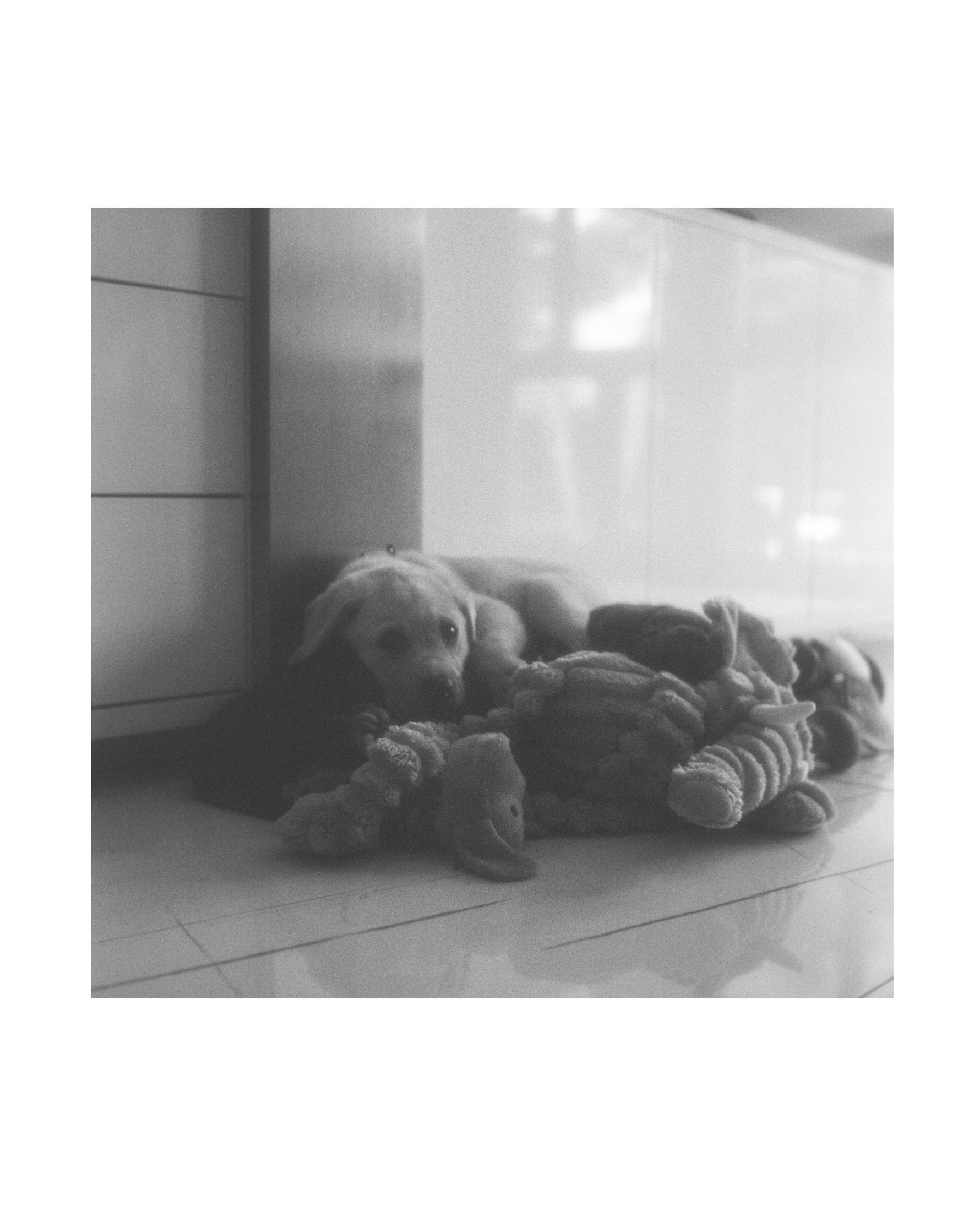 Puppy — Fine Art Photography by AngryLatina